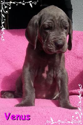 Venus Von Blue Ground