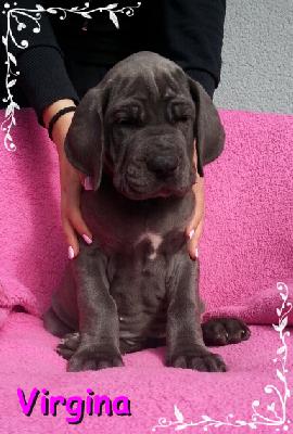 Virginia Von Blue Ground