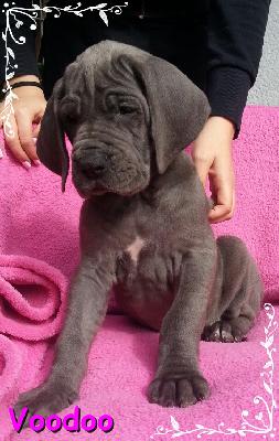 Voodoo Von Blue Ground