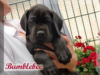 Bumblebee Von Blue Ebony