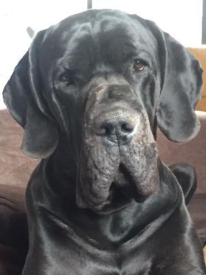 Bumblebee Von Blue Ebony