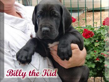 Billy the Kid Von Blue Ebony