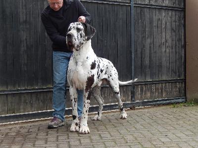 Ch Nepomuk Vom Knigsland