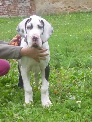 Imperato di Vendra Nera