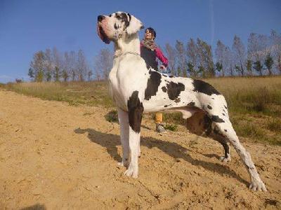 Imperato di Vendra Nera