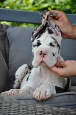 Imperato di Vendra Nera