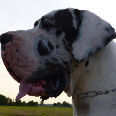 Imperato di Vendra Nera