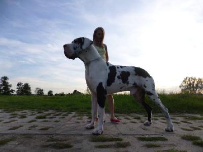 Imperato di Vendra Nera