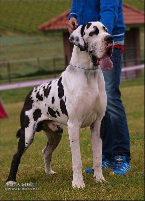 Imperato di Vendra Nera