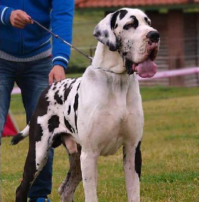 Imperato di Vendra Nera