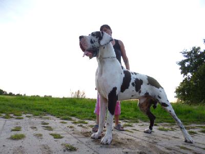 Imperato di Vendra Nera