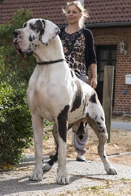 Imperato di Vendra Nera