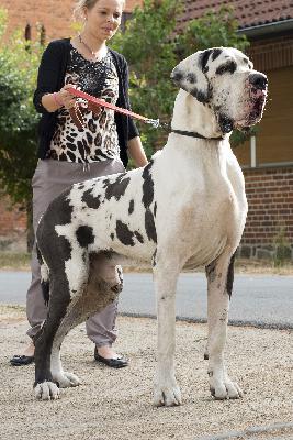 Imperato di Vendra Nera