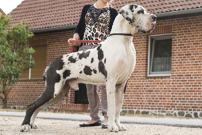 Imperato di Vendra Nera