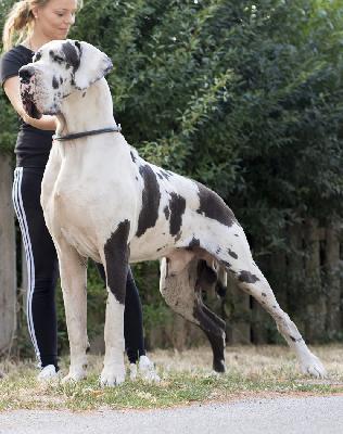 Imperato di Vendra Nera