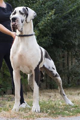 Imperato di Vendra Nera