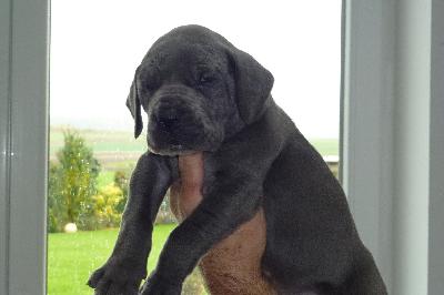 Joker von der Ofneth�hle