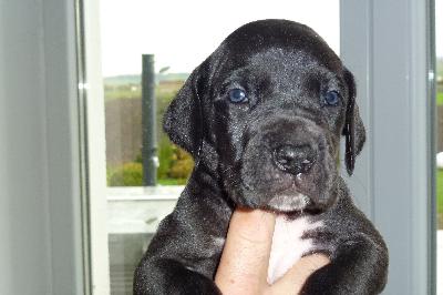 Kavalier von der Ofneth�hle