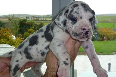 Kn�pfchen von der Ofneth�hle