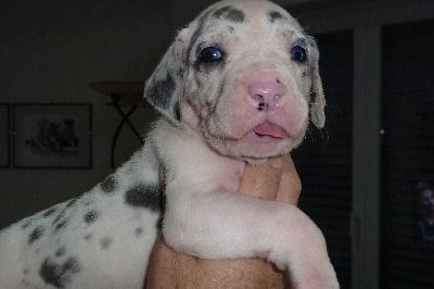 Kimba von der Ofneth�hle