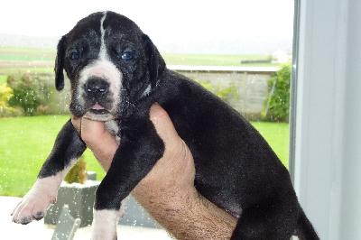 Leonardo von der Ofneth�hle