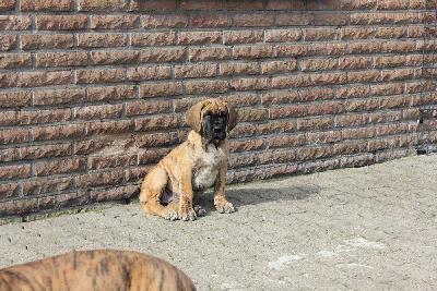 Venja vom Hause Rawert