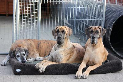 Venja vom Hause Rawert