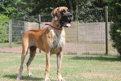 Venja vom Hause Rawert