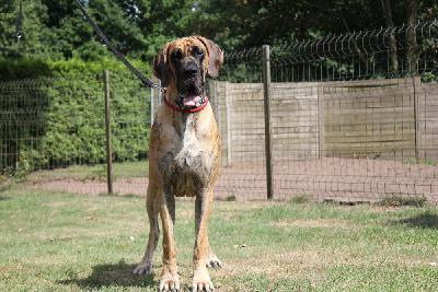 Venja vom Hause Rawert