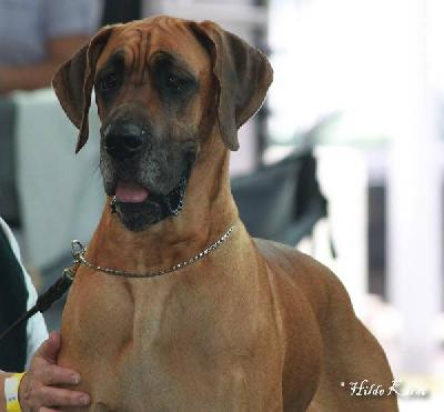 Ch Nele vom Hause Rawert