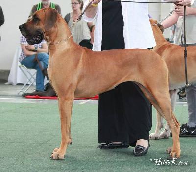 Ch Nele vom Hause Rawert