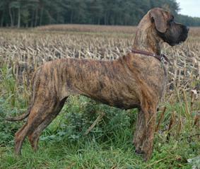 Yette vom Hause Rawert