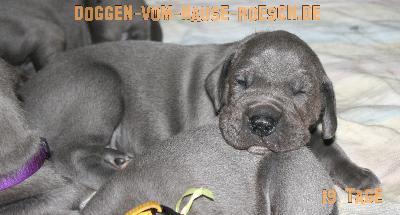 Apollo vom Hause R�sch