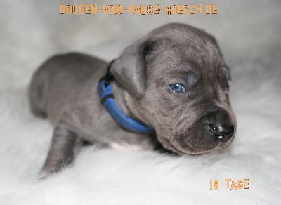 Askan vom Hause R�sch