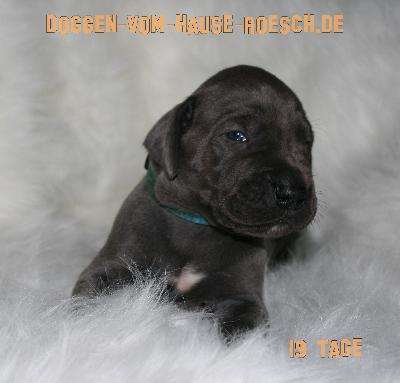 Al Capone vom Hause R�sch