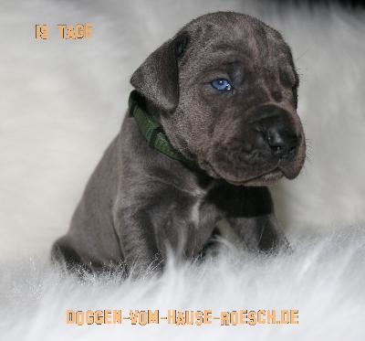 Alladin vom Hause R�sch