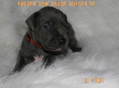 Alegra vom Hause R�sch