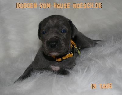 Akuma vom Hause R�sch