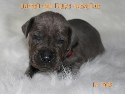 Alisha vom Hause R�sch