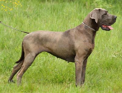 Alisha vom Hause Rsch