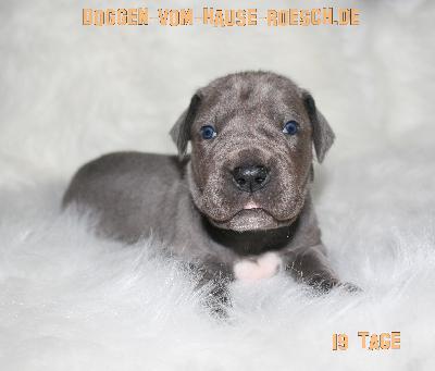 Ashanti vom Hause Rsch