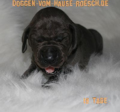 Angels Kiss Anne vom Hause R�sch