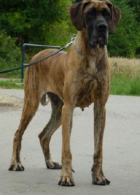 Viola von der Ofnethöhle