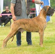 Ch Uncle Tom vom Herstallturm