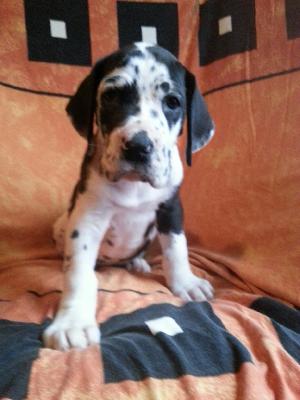 Winston-Aldo Von Blue Ground