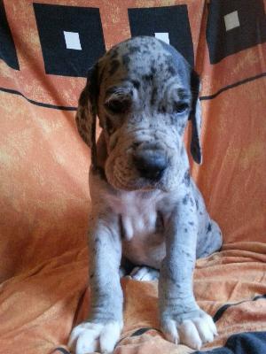 Waterloo Von Blue Ground