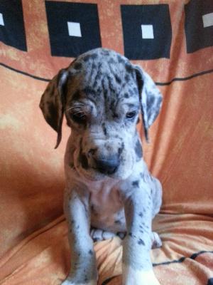 Washington Von Blue Ground