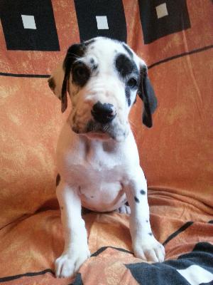 Wild-Angel Von Blue Ground