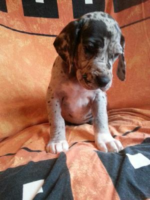 Winnie Von Blue Ground