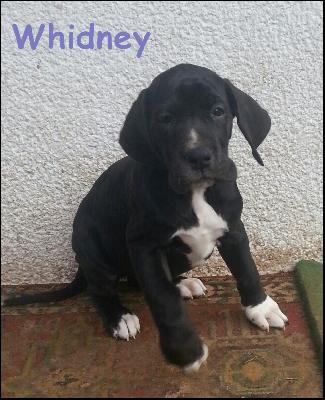 Whidney Von Blue Ground